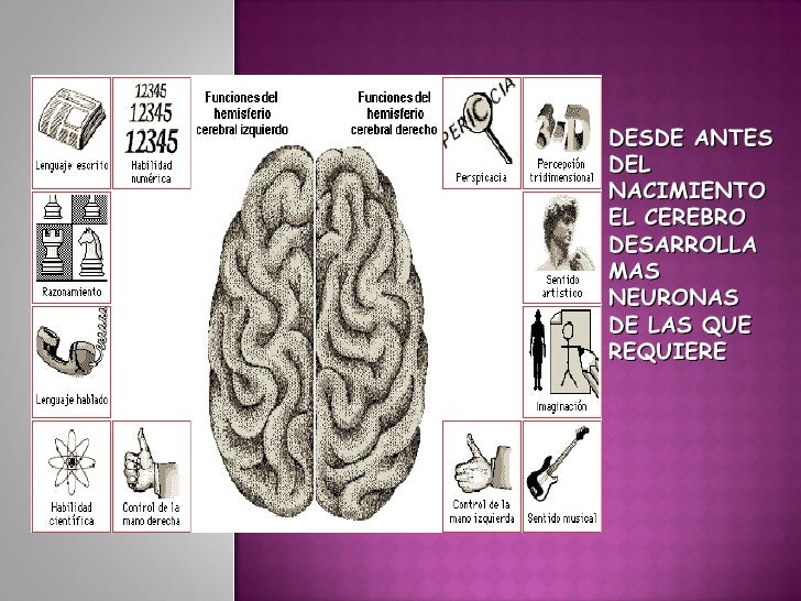 NEUROLOGIA DEL APRENDIZAJE DOWNLOAD NEUROLOGIA DEL APRENDIZAJE DOWNLOAD