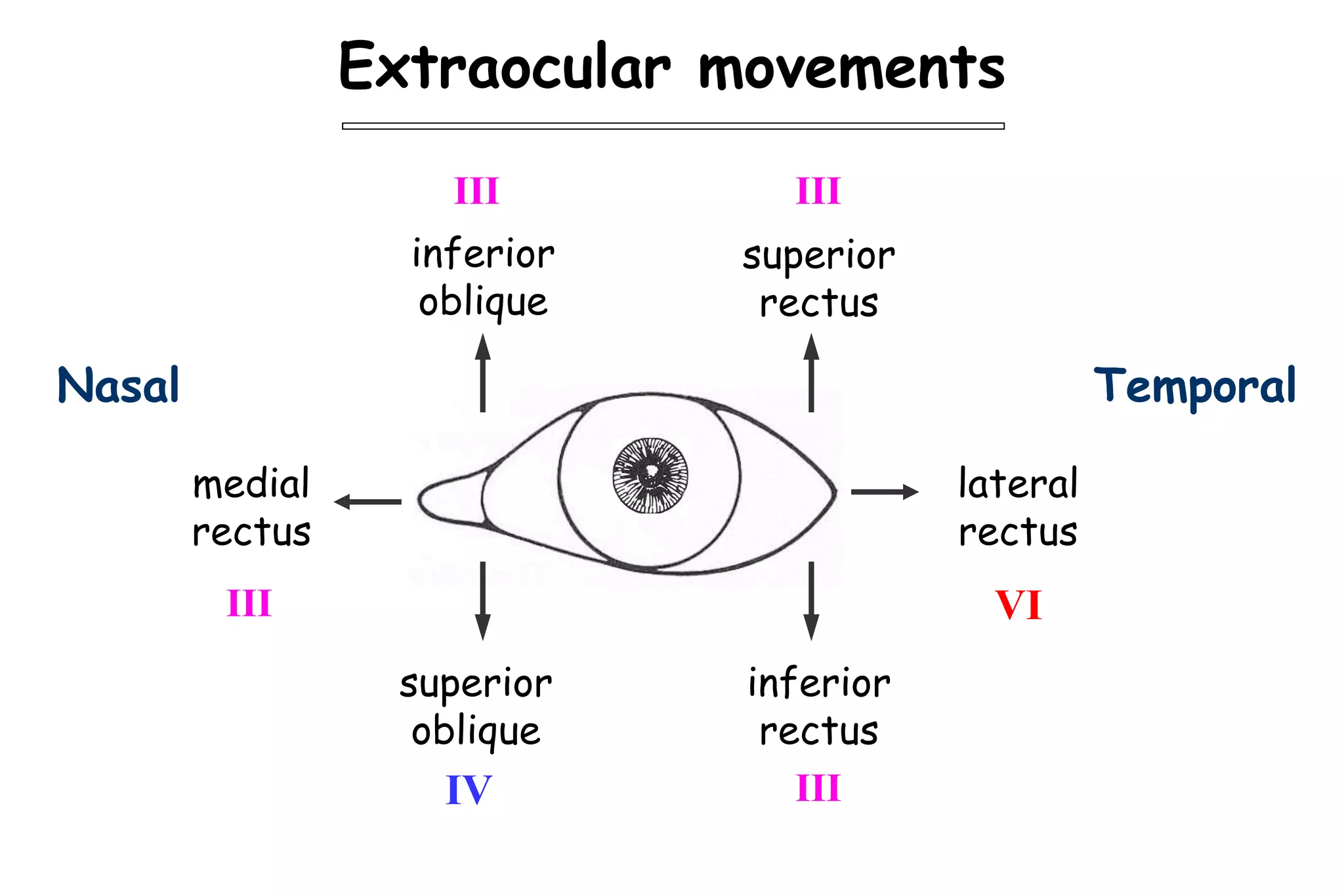 Extraocular movements
IV III
VI
III
III
III
Nasal Temporal
inferior
oblique
superior
rectus
medial
rectus
superior
oblique
inferior
rectus
lateral
rectus
 