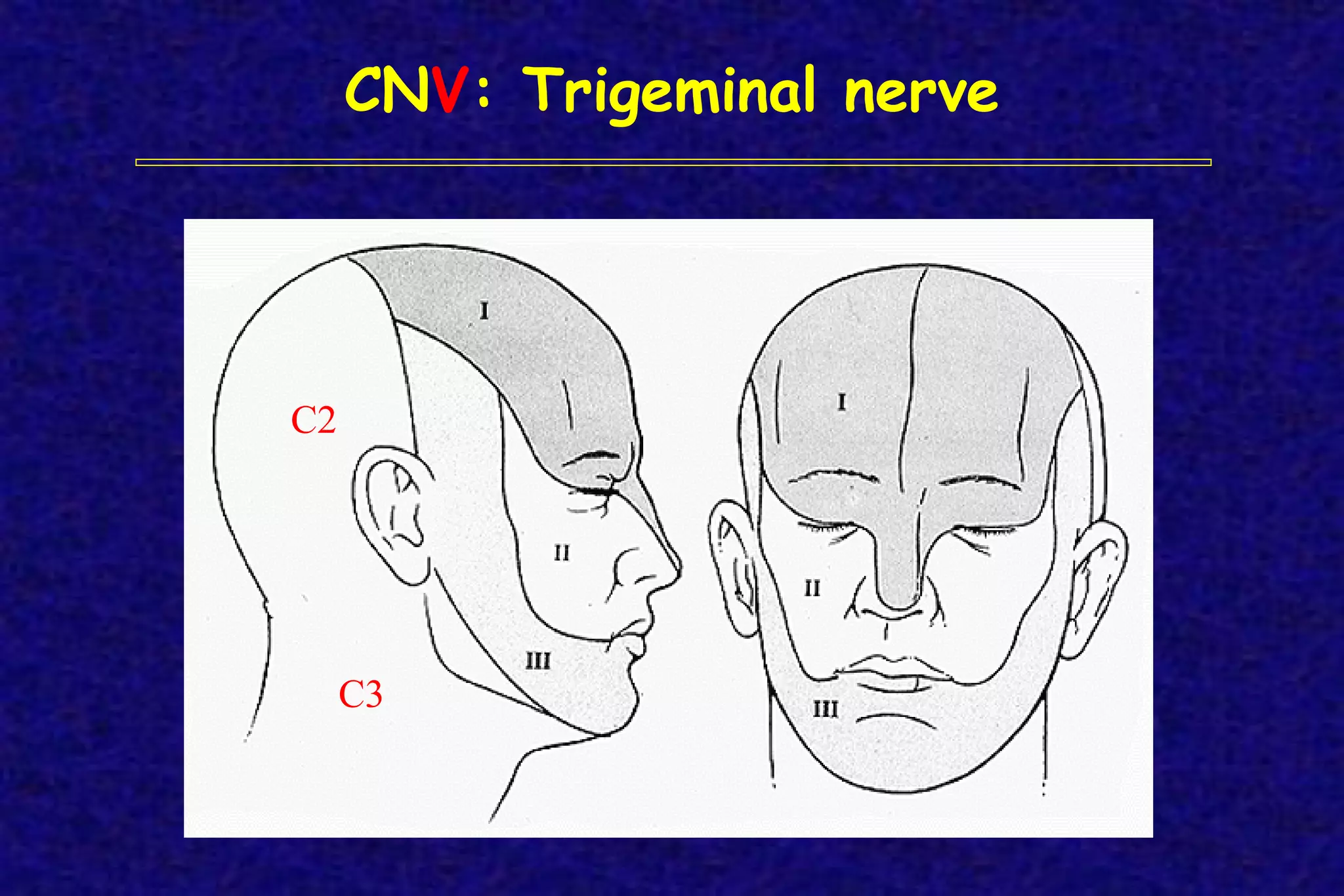CNV: Trigeminal nerve
C3
C2
 
