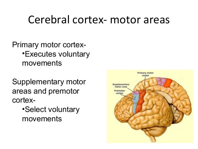 neurological assessmentv1 25 10_11 1 which letter indicates the primary somatosensory cortex