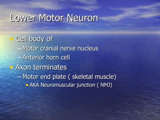 Lower Motor Neuron Cell body of  Motor cranial nerve nucleus Anterior horn cell Axon terminates Motor end plate ( skeletal muscle) AKA Neuromuscular junction ( NMJ) 
