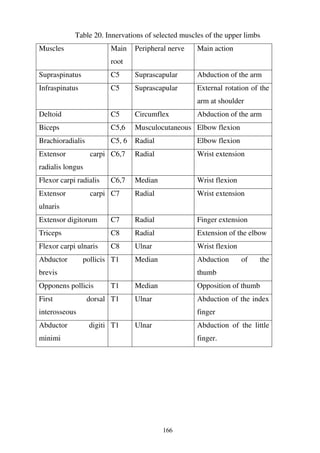 166
Table 20. Innervations of selected muscles of the upper limbs
Muscles Main
root
Peripheral nerve Main action
Supraspinatus C5 Suprascapular Abduction of the arm
Infraspinatus C5 Suprascapular External rotation of the
arm at shoulder
Deltoid C5 Circumflex Abduction of the arm
Biceps C5,6 Musculocutaneous Elbow flexion
Brachioradialis C5, 6 Radial Elbow flexion
Extensor carpi
radialis longus
C6,7 Radial Wrist extension
Flexor carpi radialis C6,7 Median Wrist flexion
Extensor carpi
ulnaris
C7 Radial Wrist extension
Extensor digitorum C7 Radial Finger extension
Triceps C8 Radial Extension of the elbow
Flexor carpi ulnaris C8 Ulnar Wrist flexion
Abductor pollicis
brevis
T1 Median Abduction of the
thumb
Opponens pollicis T1 Median Opposition of thumb
First dorsal
interosseous
T1 Ulnar Abduction of the index
finger
Abductor digiti
minimi
T1 Ulnar Abduction of the little
finger.
 