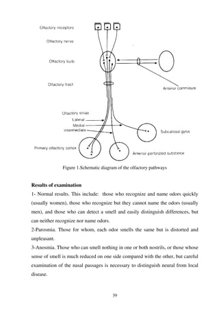 39
Figure 1.Schematic diagram of the olfactory pathways
Results of examination
1- Normal results. This include: those who recognize and name odors quickly
(usually women), those who recognize but they cannot name the odors (usually
men), and those who can detect a smell and easily distinguish differences, but
can neither recognize nor name odors.
2-Parosmia. Those for whom, each odor smells the same but is distorted and
unpleasant.
3-Anosmia. Those who can smell nothing in one or both nostrils, or those whose
sense of smell is much reduced on one side compared with the other, but careful
examination of the nasal passages is necessary to distinguish neural from local
disease.
 