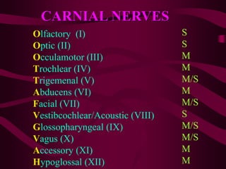 CARNIAL NERVES
Olfactory (I)
Optic (II)
Occulamotor (III)
Trochlear (IV)
Trigemenal (V)
Abducens (VI)
Facial (VII)
Vestibcochlear/Acoustic (VIII)
Glossopharyngeal (IX)
Vagus (X)
Accessory (XI)
Hypoglossal (XII)
S
S
M
M
M/S
M
M/S
S
M/S
M/S
M
M
 