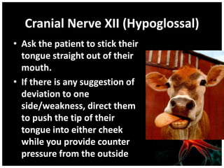 Cranial Nerve XII (Hypoglossal)
• Ask the patient to stick their
tongue straight out of their
mouth.
• If there is any suggestion of
deviation to one
side/weakness, direct them
to push the tip of their
tongue into either cheek
while you provide counter
pressure from the outside
 