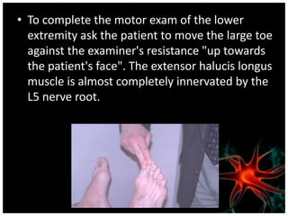 • To complete the motor exam of the lower
extremity ask the patient to move the large toe
against the examiner's resistance "up towards
the patient's face". The extensor halucis longus
muscle is almost completely innervated by the
L5 nerve root.
 