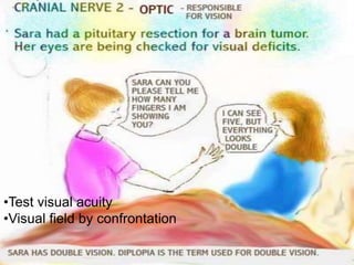 26
•Test visual acuity
•Visual field by confrontation
 
