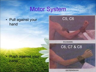 42
Motor System
• Pull against your
hand
• Push against your
hand
C5, C6
C6, C7 & C8
 