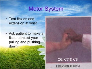 43
Motor System
• Test flexion and
extension at wrist
• Ask patient to make a
fist and resist your
pulling and pushing
down.
C6, C7 & C8
 
