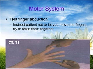 45
Motor System
• Test finger abduction
– Instruct patient not to let you move the fingers,
try to force them togather.
C8, T1
 