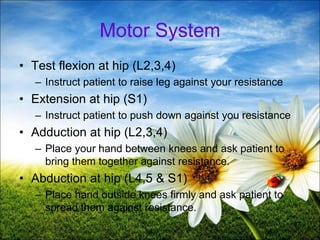 47
Motor System
• Test flexion at hip (L2,3,4)
– Instruct patient to raise leg against your resistance
• Extension at hip (S1)
– Instruct patient to push down against you resistance
• Adduction at hip (L2,3,4)
– Place your hand between knees and ask patient to
bring them together against resistance.
• Abduction at hip (L4,5 & S1)
– Place hand outside knees firmly and ask patient to
spread them against resistance.
 