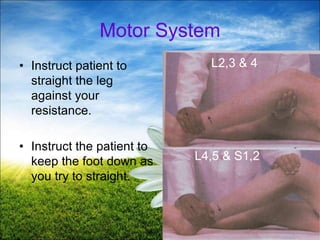 48
Motor System
• Instruct patient to
straight the leg
against your
resistance.
• Instruct the patient to
keep the foot down as
you try to straight.
L2,3 & 4
L4,5 & S1,2
 