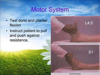 49
Motor System
• Test dorsi and planter
flexion
• Instruct patient to pull
and push against
resistance.
L4,5
S1
 