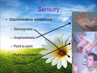 55
Sensory
• Discriminative sensations
– Stereognosis
– Graphesthesia
– Point to point
– Point localization
– Extinction
 