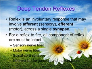 56
Deep Tendon Reflexes
• Reflex is an involuntary response that may
involve afferent (sensory), efferent
(motor), across a single synapse.
• For a reflex to fire, all component of reflex
arc must be intact.
– Sensory nerve fiber
– Motor nerve fiber
– Spinal cord synapse
– Neuromuscular junction and muscle fibers.
 
