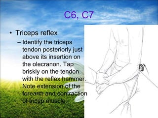 59
C6, C7
• Triceps reflex
– Identify the triceps
tendon posteriorly just
above its insertion on
the olecranon. Tap
briskly on the tendon
with the reflex hammer.
Note extension of the
forearm and contraction
of tricep muscle
 
