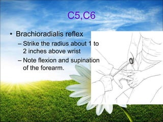 60
C5,C6
• Brachioradialis reflex
– Strike the radius about 1 to
2 inches above wrist
– Note flexion and supination
of the forearm.
 