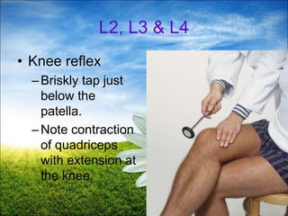 62
L2, L3 & L4
• Knee reflex
–Briskly tap just
below the
patella.
–Note contraction
of quadriceps
with extension at
the knee.
 