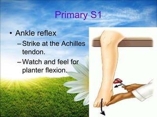 63
Primary S1
• Ankle reflex
–Strike at the Achilles
tendon.
–Watch and feel for
planter flexion.
 