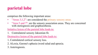 parietal lobe
comprises the following important areas:
• "Areas 3,1,2”: are considered the primary sensory areas.
• "Area 5 and 7": are the sensory association areas. They are concerned
with steriognosis and graphoesthesia.
Irritative lesion of the parietal lobe leads to:
1. Contralateral sensory Jaksonian fit.
Destructive lesion of the parietal lobe leads to:
1. Contralateral cortical sensory loss.
2. ALexia, Garone's aphasia (word salad and apraxia.
3. Asteriognosis.
 