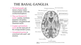 THE BASAL GANGLIA
• The basal ganglia are
masses of grey matter
situated deeply within the
cerebral hemispheres.
• They are formed of 4
nuclei: caudate, lentiform
(putamen and globus
pallidus), amygdaloid and
claustrum nuclei.
• Caudate and lentiform
nuclei are the main part of
the extrapyramidal system.
• Amygdaloid nucleus is
concerned with smell and
emotion.
 