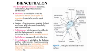 DIENCEPHALON
The diencephalons includes: thalamus,
subthalamus, hypothalamus and
epithalamus.
• Thalamus is considered to be the
subcortical station for all types of
sensation (especially pain) except
olfaction.
• Lesions of the thalamus produce thalamic
syndrome which is caused mainly by
vascular aetiology.
• Subthalamus: leis between the midbrain
and the thalamus and it is mainly
connected to the extrapyramidal system.
• Epithalamus: concerned with olfaction.
• Hypothalamus: it leis below the thalamus
and has wide varieties functions, among
these functions are: temperature control,
autonomic nervous system control,
endocrine control, emotional stress
reaction, etc.
 