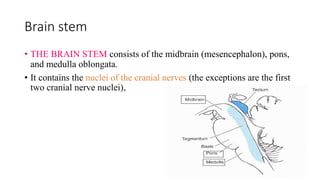 Brain stem
• THE BRAIN STEM consists of the midbrain (mesencephalon), pons,
and medulla oblongata.
• It contains the nuclei of the cranial nerves (the exceptions are the first
two cranial nerve nuclei),
 