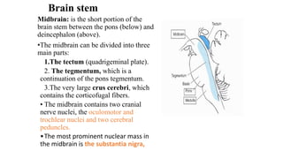 Brain stem
Midbrain: is the short portion of the
brain stem between the pons (below) and
deincephalon (above).
•The midbrain can be divided into three
main parts:
1.The tectum (quadrigeminal plate).
2. The tegmentum, which is a
continuation of the pons tegmentum.
3.The very large crus cerebri, which
contains the corticofugal fibers.
• The midbrain contains two cranial
nerve nuclei, the oculomotor and
trochlear nuclei and two cerebral
peduncles.
•The most prominent nuclear mass in
the midbrain is the substantia nigra,
 
