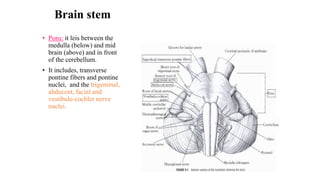Brain stem
• Pons: it leis between the
medulla (below) and mid
brain (above) and in front
of the cerebellum.
• It includes, transverse
pontine fibers and pontine
nuclei, and the trigeminal,
abducent, facial and
vestibule-cochler nerve
nuclei.
 