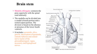 Brain stem
• Medulla oblongata: connects the
pons superiorly with the spinal
cord inferiorly.
• The medulla can be divided into
a caudal (closed) portion and a
rostral (open) portion. The
division is based on the absence
or presence of the lower fourth
ventricle.
• It includes: pyramids, olive,
gracile, decussation of pyramids,
cuneate tubercle and cranial
nerve nuclei of the
glossopharyngeal, vagus,
accessory and hypoglossal
nerves.
 