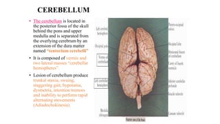 CEREBELLUM
• The cerebellum is located in
the posterior fossa of the skull
behind the pons and upper
medulla and is separated from
the overlying cerebrum by an
extension of the dura matter
named “tentorium cerebelli”
• It is composed of vermis and
two lateral masses “cerebellar
hemispheres”.
• Lesion of cerebellum produce
trunkal ataxia, swaing,
staggering gait, hypotania,
dysmetria, intention tremors
and inability to perform rapid
alternating movements
(Adiadochokinesia).
 