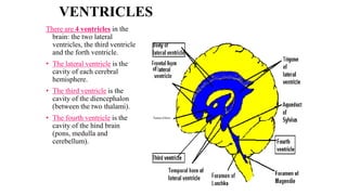 VENTRICLES
There are 4 ventricles in the
brain: the two lateral
ventricles, the third ventricle
and the forth ventricle.
• The lateral ventricle is the
cavity of each cerebral
hemisphere.
• The third ventricle is the
cavity of the diencephalon
(between the two thalami).
• The fourth ventricle is the
cavity of the hind brain
(pons, medulla and
cerebellum).
 