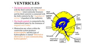 VENTRICLES
• The lateral ventricles are connected
with the third ventricle by the “foramen
of Monro” (interventricular foramen)
and the third ventricle is connected with
the forth ventricle by the “Aqueduct of
sylvius’’ (Aqueduct of the midbrain).
• The fourth ventricle is connected to the
subarachnoid space by the foramena of
magendi and Lushka.
• Obstruction any where within the
ventricular system produces
hydrocephalus and this type of
hydrocephalus is named “internal or
obstructive or non-communicating
hydrocephalus”.
 
