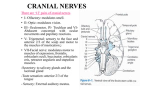 CRANIAL NERVES
There are ‘12’ pairs of cranial nerves
• I- Olfactory: modulates smell.
• II- Optic: modulates vision.
• III- Oculomotor, IV- Ttochlear and VI-
Abducent concerned with ocular
movements and papillary reactions.
• V- Trigemenal: sensory to the face and
anterior 2/3 of the scalp and motor to
the muscles of mastication‫ز‬
• VII-Facial nerve: modulates motor to
muscles of expression, frontalis,
orbicularis oculi, buccinator, orbicularis
oris, retractor angularis and stapedius
muscles.
-Secretory: to salivary glands and the
lacrimal gland
-Taste sensation: anterior 2/3 of the
tongue
- Sensory: External auditory meatus.
 