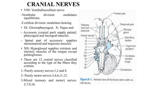 CRANIAL NERVES
• VIII- Vestibullocochlear nerve:
-Vestibular division: modulates
equilibrium.
-Cochlear division: modulates hearing.
• IX- Glossopharyngeal, X- Vagus and
- Accessory (cranial part) supply palatal,
pharyngeal and laryngeal muscles.
- Spinal part of accessory: supplies
sternomasoid and trapezius muscles.
• XII- Hypoglossal supplies extrinsic and
intrinsic muscles of the tongue except
palatoglossus.
• There are 12 cranial nerves classified
according to the type of the fibers they
contain.
1- Purely sensory nerves:1,2 and 8.
2- Purely motor nerves:3,4,6,11,12.
3-Mixed (sensory and motor) nerves:
5,7,9,10.
 