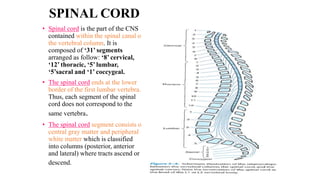 SPINAL CORD
• Spinal cord is the part of the CNS
contained within the spinal canal of
the vertebral column. It is
composed of ‘31’ segments
arranged as follow: ‘8’ cervical,
‘12’ thoracic, ‘5’ lumbar,
‘5’sacral and ‘1’ coccygeal.
• The spinal cord ends at the lower
border of the first lumbar vertebra.
Thus, each segment of the spinal
cord does not correspond to the
same vertebra.
• The spinal cord segment consists of
central gray matter and peripheral
white matter which is classified
into columns (posterior, anterior
and lateral) where tracts ascend or
descend.
 