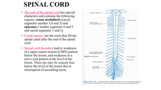 SPINAL CORD
• The end of the spinal cord has special
characters and contains the following
regions: conus medullaris (sacral
segments number 3,4 and 5) and
epiconus ( lumbar segments 4 and 5
and sacral segments 1 and 2).
• Cauda equine: are the roots that fill the
spinal canal after the end of the spinal
cord.
• Spinal cord disorders lead to weakness
in a upper motor neuron (UMN) pattern
below the lesion, and weakness in a
nerve root pattern at the level of the
lesion. There are may be sensory loss
below the level of the lesion due to
interruption of ascending tracts.
 