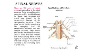 SPINAL NERVES
There are '31' pairs of spinal
nerves corresponding to the spinal
segments. These nerves have short
trunks formed by combination of
the dorsal root (sensory) and
ventral root (motor) in the
intervertebral foramen of the
corresponding vertebrae. These
spinal nerves divide immediately
after emerging from the
intervertebral foramen into two
unequal divisions, large medial
division and small lateral division.
Each of these divisions contains
both motor sensory fibers which
supply all skeletal muscles of the
body and convey all modalities of
sensation to the ascending tracts
of spinal cord.
 