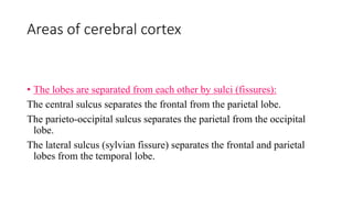 Areas of cerebral cortex
• The lobes are separated from each other by sulci (fissures):
The central sulcus separates the frontal from the parietal lobe.
The parieto-occipital sulcus separates the parietal from the occipital
lobe.
The lateral sulcus (sylvian fissure) separates the frontal and parietal
lobes from the temporal lobe.
 