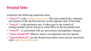 frontal lobe
comprises the following important areas:
• "Area 4": is the primary motor area. This area controls the voluntary
movements of the skeletal muscles on the opposite side of the body.
• "Area 6": is the premotor area. It takes part in the control of
extrapyramidal system and gives some fibers to the pyramidal tract.
• "Area 8": is concerned with eye movements and papillary changes.
• ''Areas 44 and 45'' (Broca's area) is an important area for speech.
• "Area 9,10,11,12": are the frontal association areas and are concerned
with higher mental function.
 