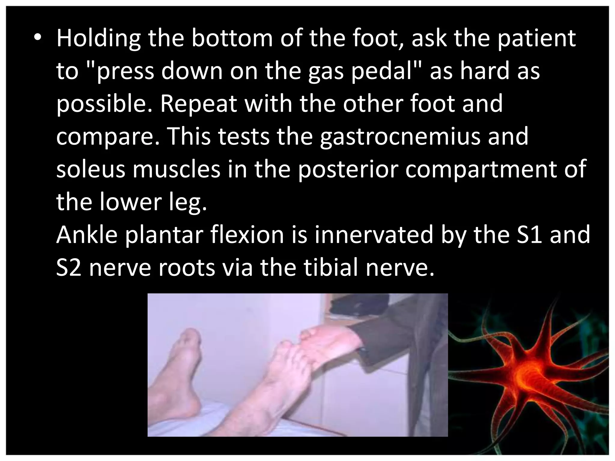 • Holding the bottom of the foot, ask the patient
  to "press down on the gas pedal" as hard as
  possible. Repeat with the other foot and
  compare. This tests the gastrocnemius and
  soleus muscles in the posterior compartment of
  the lower leg.
  Ankle plantar flexion is innervated by the S1 and
  S2 nerve roots via the tibial nerve.
 