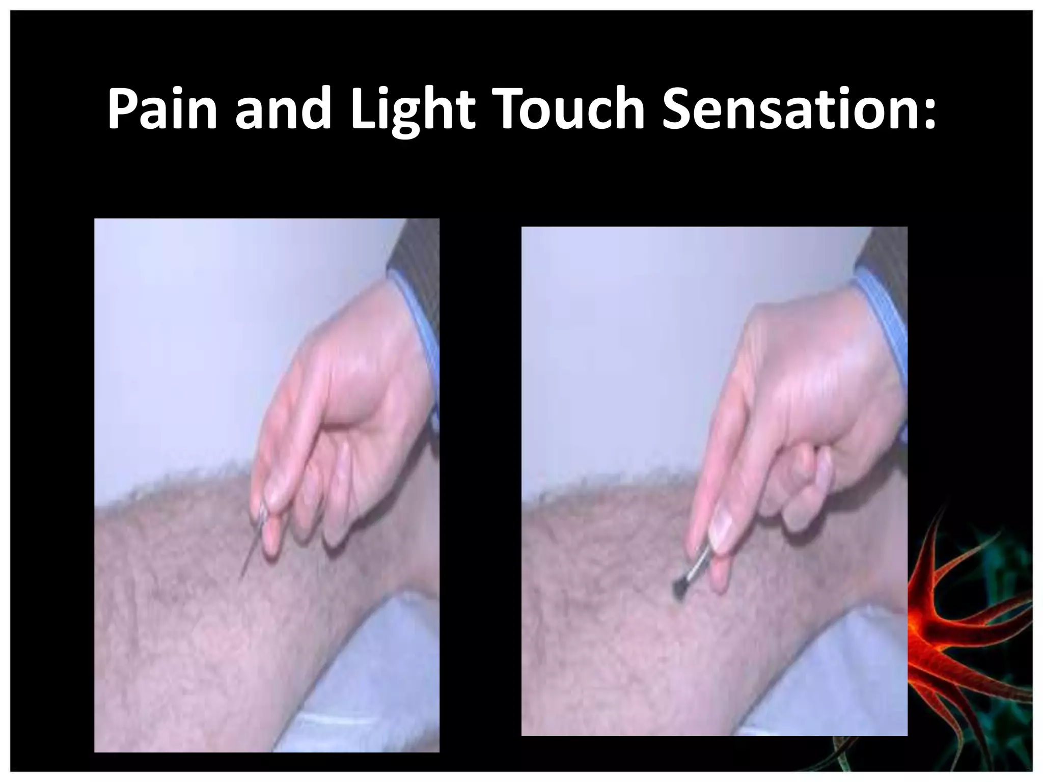 Pain and Light Touch Sensation:
 