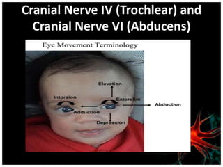 Cranial Nerve IV (Trochlear) and
  Cranial Nerve VI (Abducens)
 