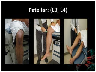 Patellar: (L3, L4)
 