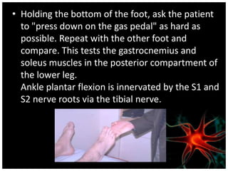 • Holding the bottom of the foot, ask the patient
  to "press down on the gas pedal" as hard as
  possible. Repeat with the other foot and
  compare. This tests the gastrocnemius and
  soleus muscles in the posterior compartment of
  the lower leg.
  Ankle plantar flexion is innervated by the S1 and
  S2 nerve roots via the tibial nerve.
 