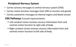 Peripheral Nervous System
• Carries sensory messages to central nervous system (CNS)
• Carries motor function messages from CNS to muscles and glands
• Carries autonomic messages to internal organs and blood vessels
CNS Pathways Crossed representation:
 Left cerebral cortex receives sensory information from and
controls motor function to right side of body
 Right cerebral cortex receives sensory information from and
controls motor function to left side of body
8/31/2023 10
 