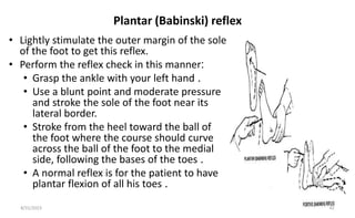 Plantar (Babinski) reflex
• Lightly stimulate the outer margin of the sole
of the foot to get this reflex.
• Perform the reflex check in this manner:
• Grasp the ankle with your left hand .
• Use a blunt point and moderate pressure
and stroke the sole of the foot near its
lateral border.
• Stroke from the heel toward the ball of
the foot where the course should curve
across the ball of the foot to the medial
side, following the bases of the toes .
• A normal reflex is for the patient to have
plantar flexion of all his toes .
8/31/2023 42
 