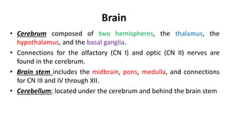 Brain
• Cerebrum composed of two hemispheres, the thalamus, the
hypothalamus, and the basal ganglia.
• Connections for the olfactory (CN I) and optic (CN II) nerves are
found in the cerebrum.
• Brain stem includes the midbrain, pons, medulla, and connections
for CN III and IV through XII.
• Cerebellum; located under the cerebrum and behind the brain stem
6
 