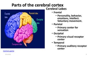 Parts of the cerebral cortex
memory game
Cerebral Lobes
• Frontal
• Personality, behavior,
emotions, intellect.
Voluntary movement.
• Parietal
• Primary center for
sensation
• Occipital
• Primary visual receptor
center
• Temporal
• Primary auditory receptor
center
8/31/2023 8
 