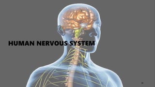 HUMAN NERVOUS SYSTEM
10
 